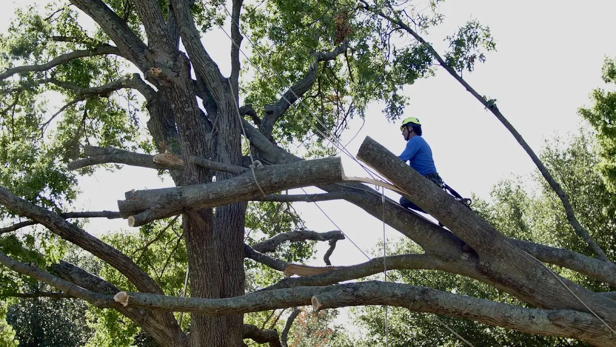 Professional Crown Thinning performed by certified arborists in Berlin