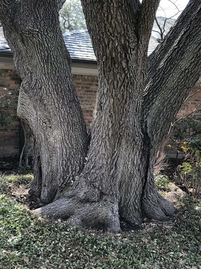 Mature heritage tree close to a Berlin property cared for by certified arborists